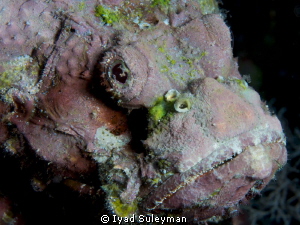 Scorpionfish by Iyad Suleyman 